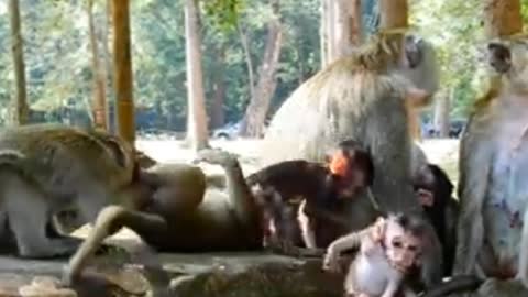 Picture of monkey playing with his family