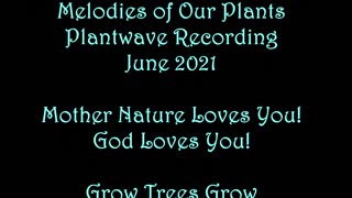 Melodies of Our Plants Introduction and Demonstration Me and JR Giant Sequoia Tree June 16 2021