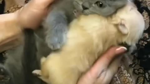 Omg very cute kitten hugging puppy viral video 😍