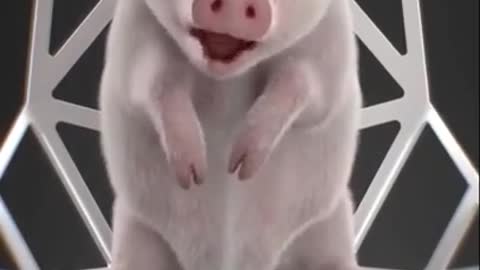 Baby pig crying foul - Funny😂😂