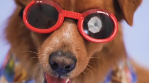 Cute and funny dogs videos | | #shorts #animals