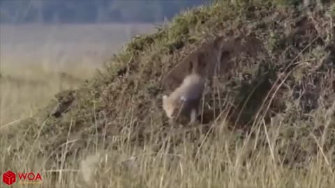 Hungry Lion Hunting Baby Cheetah | Mother Cheetah Fail To Save Her Baby