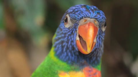 Most beautiful and Colourful parrot amazing video