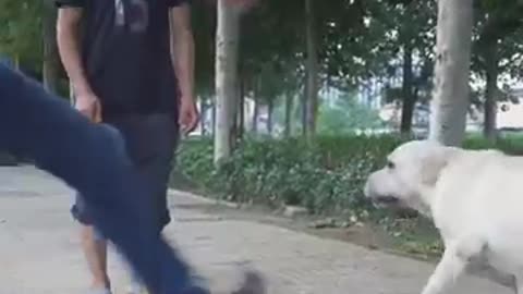 DOG SAVE BLIND MAN LIFE 😚😚😗 #SHOTS #DOGSAVE #YOUTUBESHOTS (360p)