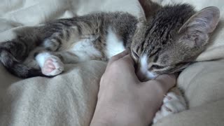 Kitten Hides His Little Nose in Mom's Palm