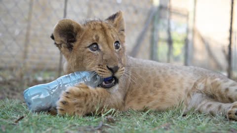 Cute little lion cub playing with a bottle