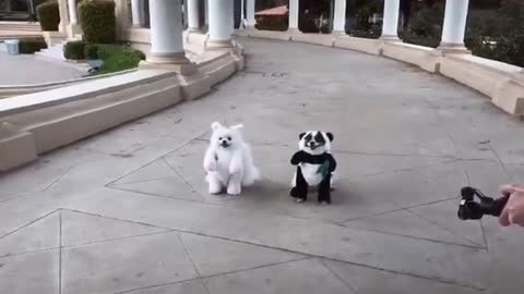 Funny and cutest puppy