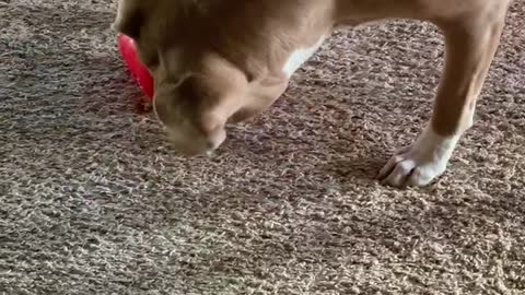 Dog versus New Kong Toy (1)