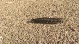 Hornworm Found in Driveway!