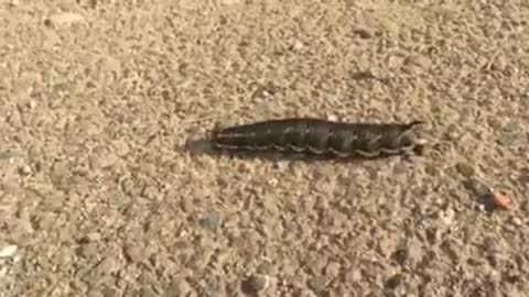Hornworm Found in Driveway!