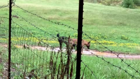 Dogs cool off in mud puddle