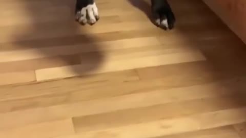 Craziest reaction of Great Dane and cat on sea crab