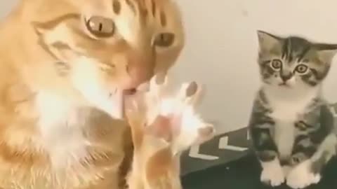 Funny cat