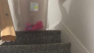 Girl sliding down stairs in plastic box and falls