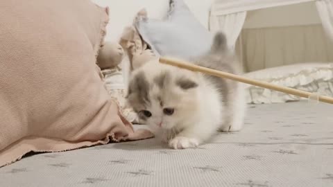 Adorable Kitten Playing With The Stick, Short Legs Kitten - adorable kitten videos