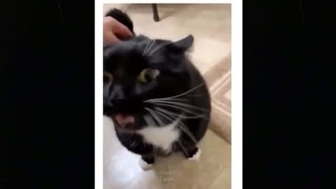 🤣 Funniest 🐶 Dogs And 😻Cats - Try Not To Laugh - Best Of The Funny Animal Videos