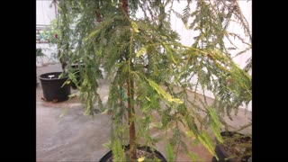 Gigantic Fieldbrook Stump Fieldbrook Coast Redwood July 2023