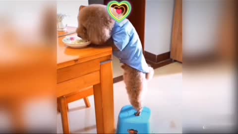 Funny dog try eating lunch