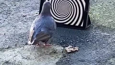 Hypnotized Pigeon / Garden Pigeon can't stop starting at spinning opticals illusion . 😂😂