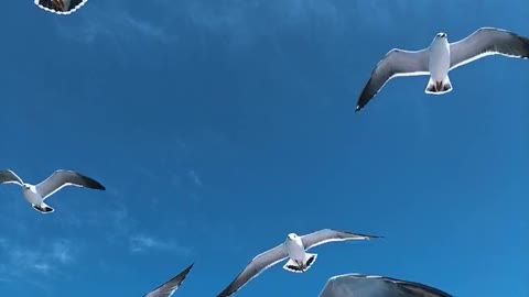 Seagulls flying in the blue sky
