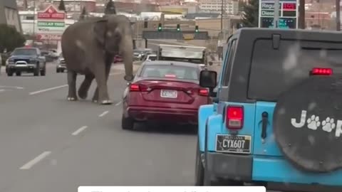 Escaped circus elephant stops traffic in Montana...