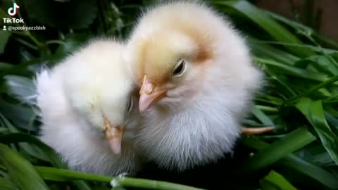 Chicks Loving Life