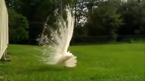 Amazing white peocock dance