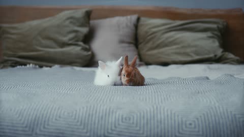 cute bunnies in bed kkkk