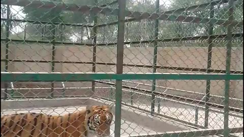 Lion King but tiger is tiger 🐅
