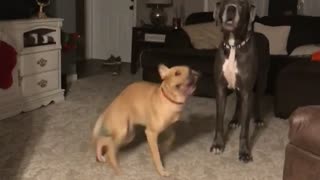 Doggy Spins His Excitement Away