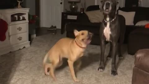 Doggy Spins His Excitement Away