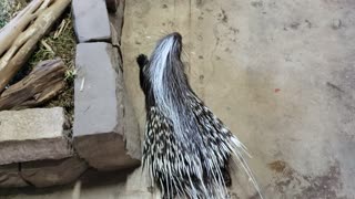 South African crested porcupine - up to 30,000 quills