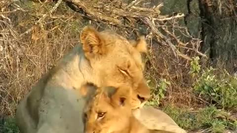 A lioness and her baby