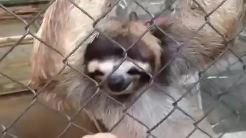 Heart melting sloth holding hands!