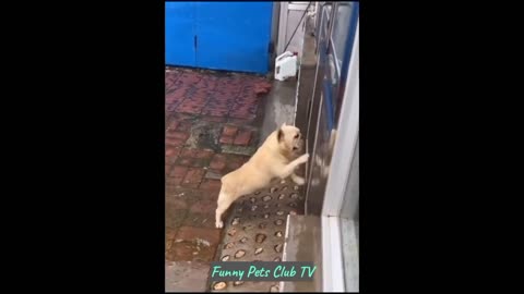 Funny Animals 2024 😂😻🐶 Part 2