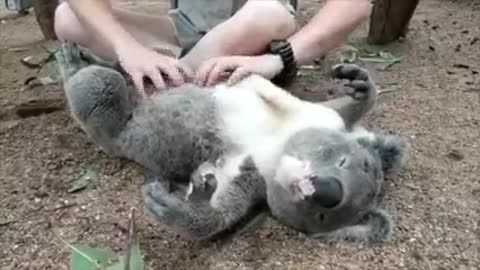 Who knew koalas would love belly scratches so much! You can tell Charlie definitely loves them