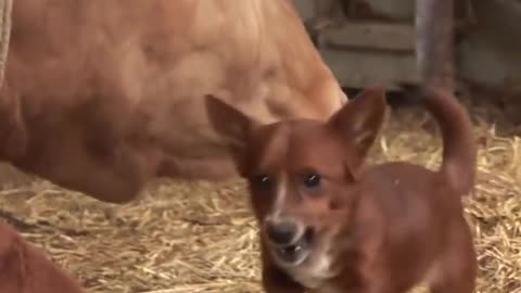 Puppie dog was separated from his mommy cow