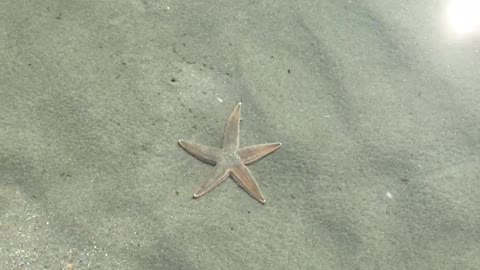 Atlantic Sea Star