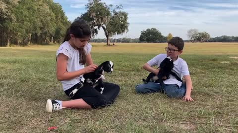 We have bottle baby Nubian goats!