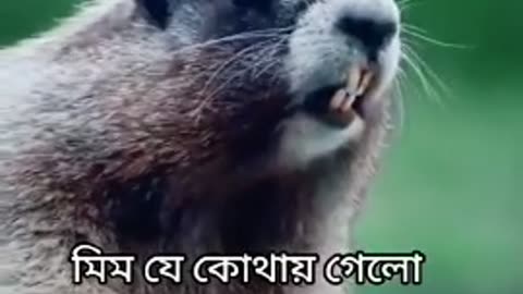 মিম রে, ও মিম, bangla funny video