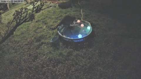 Raccoon Caught on Camera Taking a Little Dip in the Pool