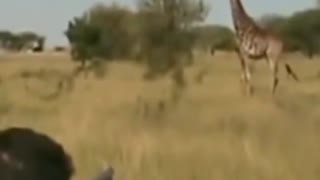 Giraffe Hunting in South Africa #shorts #wildlife