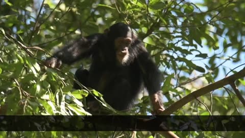 9 Interesting Facts of Chimpanzee： Knowledge for Kids about Chimpanzee