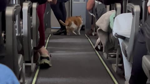 Loose Cat Roams Airplane Aisle and Delights Passengers
