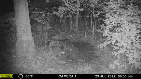 Family of coons