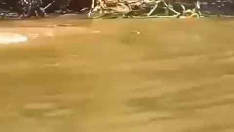 jaguar attack crocodile