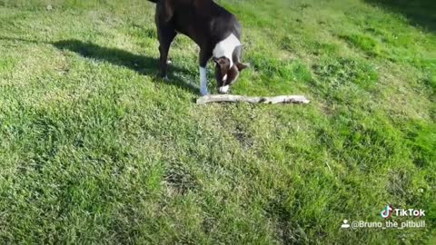 A pitbull and his stick! Bruno can never find a toy large enough