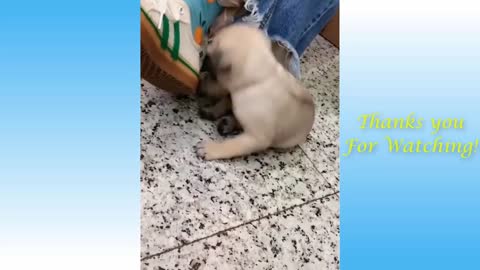 Funny Animal videos. Funnny!!!!