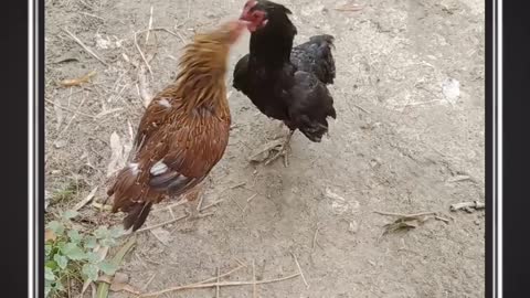 Bengali hen