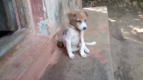 Dog puppy cute barking
